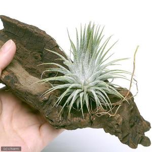 (観葉植物)エアープランツ チランジア イオナ...の詳細画像1