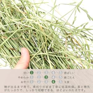 令和8年産 国産牧草 青刈りイタリアンライグラ...の詳細画像2