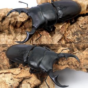 (昆虫)パリーオオクワガタ(亜種volscen...の詳細画像1