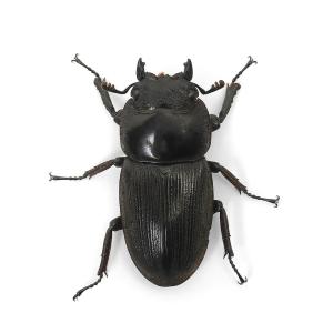 (昆虫)パリーオオクワガタ(亜種volscen...の詳細画像4
