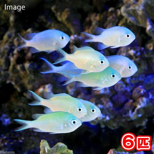 （海水魚）デバスズメダイ　Ｍサイズ（６匹）　北海道・九州航空便要保温