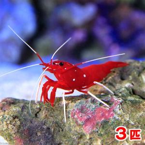（海水魚）エビ　スリランカ産　ホワイトソックスシュリンプ（３匹）　北海道・九州航空便要保温