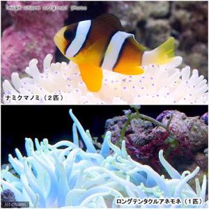 2026年7月】海水魚 飼育セット（海水魚、サンゴ、水生生物）のおすすめ