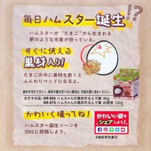 マルカン はむすたまご S ハムスター ハウスの詳細画像3