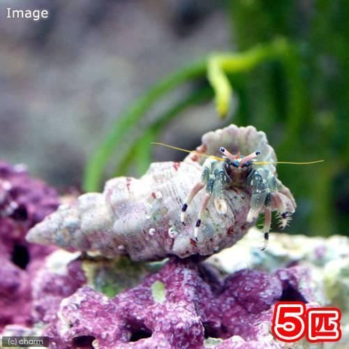 （海水魚）ヤドカリ　沖縄産　ツマジロサンゴヤドカリ（５匹）