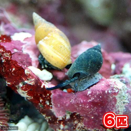 （海水魚）貝　シイノミヨウバイ（６匹）　北海道・九州航空便要保温