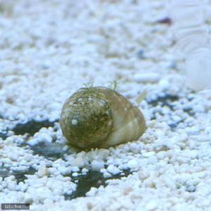 (海水魚)貝 アツムシロガイ 底砂とその他の掃...の詳細画像1