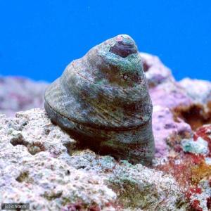 （海水魚）貝　シッタカ貝（バテイラ）　Ｍサイズ（６匹）