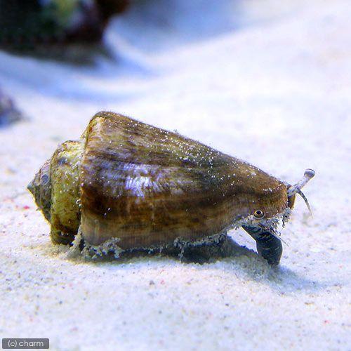 （海水魚）貝　マガキ貝　Ｍサイズ（６匹）