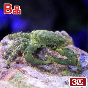 （海水魚）カニ　（Ｂ品）エメラルドグリーンクラブ（３匹）　北海道・九州航空便要保温