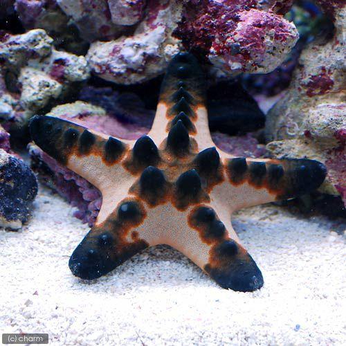 （海水魚）ヒトデ　コブヒトデ　Ｓサイズ（３匹）　北海道・九州航空便要保温