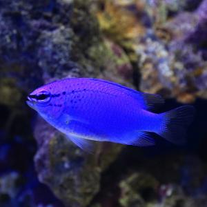 （海水魚）沖縄産　コバルトスズメダイ（３匹）｜chanet