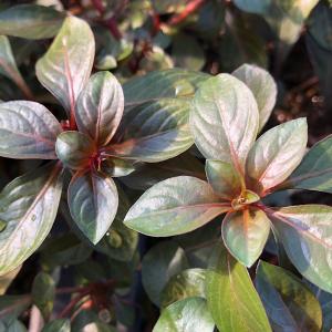 チャーム（charm） （水草）ルドウィジア レペンス ルビン（水中葉