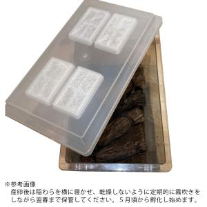 マツムシの産卵床 稲藁の束 3本入り レイアウ...の詳細画像5