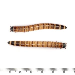 冷蔵★(生餌)死着保証なし ビッグミルワーム(...の詳細画像1