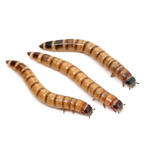 （生餌）死着保証なし　ビッグミルワーム（１ｋｇ）　活餌