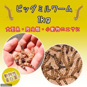 (生餌)死着保証なし ビッグミルワーム(1kg...の詳細画像2