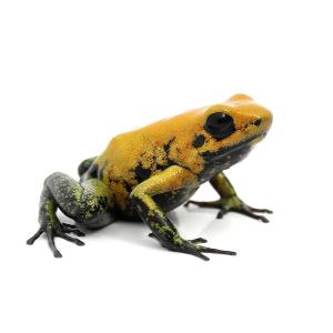 （両生類）アシグロフキヤガエル（１匹）　北海道・九州航空便要保温