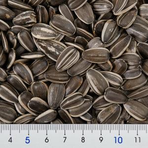 クオリス ひまわりのタネ 750gの詳細画像2