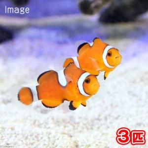海水魚 海水魚 無脊椎動物 チャーム Charm Paypayモール店 通販 Paypayモール