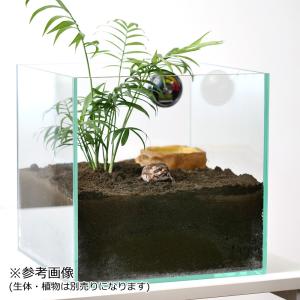 はじめてのアメフクラガエル 飼育セット お一人...の詳細画像2