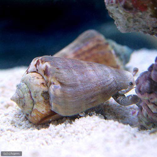 （海水魚）貝　マガキ貝　ＳＳサイズ（３匹）