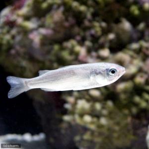 （海水魚）生餌　エサ用ボラミックス　Ｓサイズ（１０匹）　活餌｜chanet