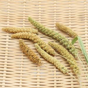 国産 小鳥のためのあわの穂 30g おやつ 無...の詳細画像1