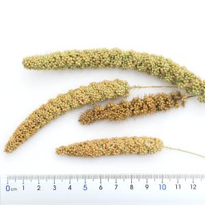 国産 小鳥のためのあわの穂 30g おやつ 無...の詳細画像2