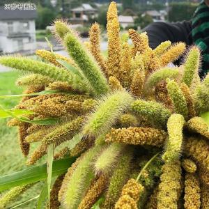 国産 小鳥のためのあわの穂 30g おやつ 無...の詳細画像3