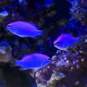 (海水魚)沖縄産 コバルトスズメダイ(5匹) ...の詳細画像1