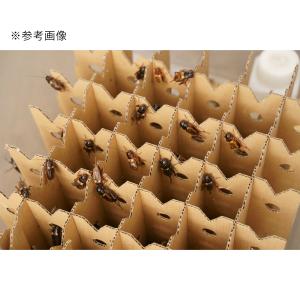 ピクタ バグハウス 3組分30枚入り コオロギ...の詳細画像5