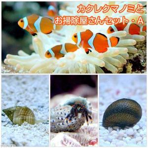 （海水魚）カクレクマノミ（２匹）とお掃除屋さんセット・Ａ　１セット