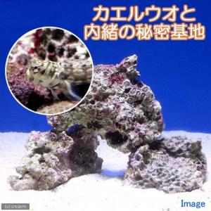 （海水魚）カエルウオと内緒の秘密基地（１セット）