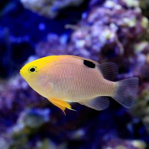 (海水魚)トールボッツダムセル(3匹) 北海道・...の商品画像