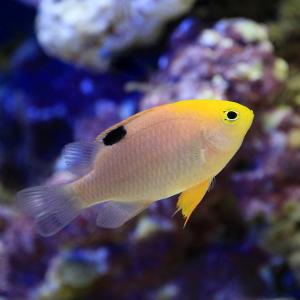 (海水魚)トールボッツダムセル(3匹) 北海道...の詳細画像1