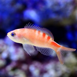 海水魚 サンゴ 水生生物 ランキングtop38 人気売れ筋ランキング Yahoo ショッピング