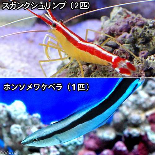 （海水魚）エビ　ドクターセット（１セット）