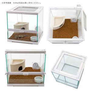 ヒョウモントカゲモドキ 飼育セット レオパ お...の詳細画像2