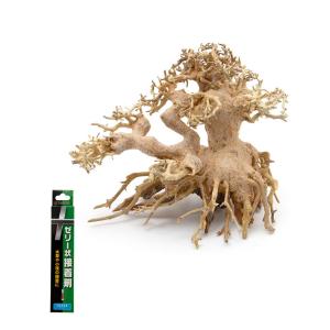 カミハタ カミハタ 水景BONSAI 榕樹（ガジュマル） Sサイズ