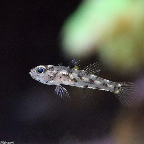 （海水魚）ゴマハゼ　ミックス（３匹）　北海道・九州航空便要保温