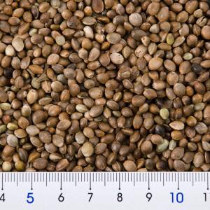 クオリス 麻の実 220g 鳥 フード 餌 え...の詳細画像2