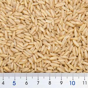 クオリス オーツ麦(殻ナシタイプ) 300g ...の詳細画像2