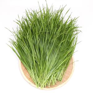 令和7年産国産やみつきイタリアンライグラス 100g 9個まとめ売り 楽天市場】令和7年産 国産牧草 やみつきイタリアンライグラス