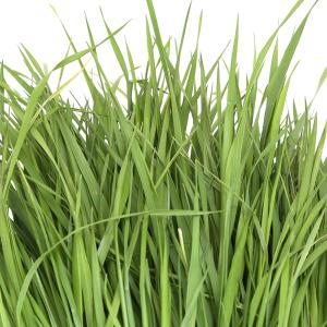 (観葉植物)国産 とれたて生牧草 イタリアンラ...の詳細画像1