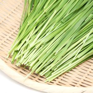 (観葉植物)国産 とれたて生牧草 イタリアンラ...の詳細画像2