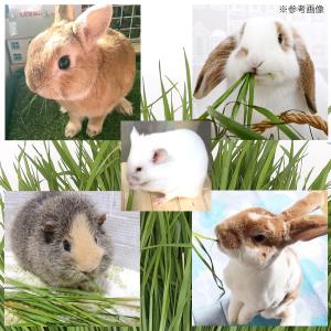 (観葉植物)国産 とれたて生牧草 イタリアンラ...の詳細画像3