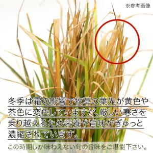 (観葉植物)国産 とれたて生牧草 イタリアンラ...の詳細画像4