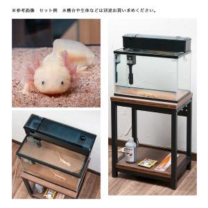 ウーパールーパー 飼育セットの商品一覧 通販 Yahoo ショッピング