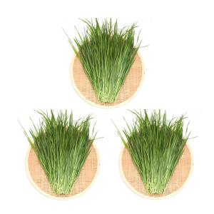 牧草 うさぎ ヤギ 干し草 ペットフード おやつ アルファとチモシー